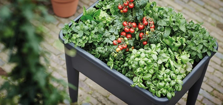 Moestuinbak Header 01 638823975859520023