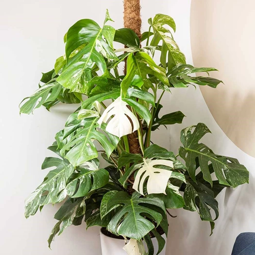Monstera deliciosa Variegata 638377337542945039