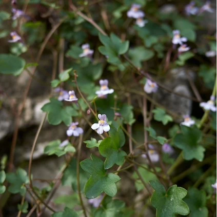 Muurplantjes Cymbalaria 02 638695922217225763