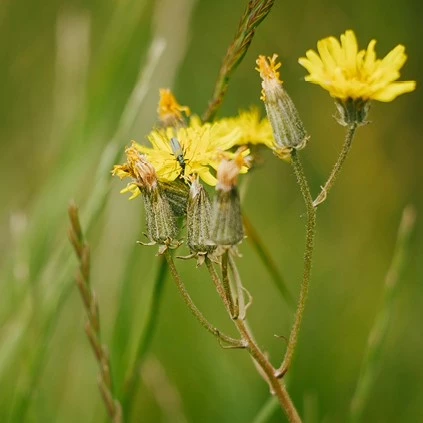 Muurplantjes Havikskruid 01 638695902027788059