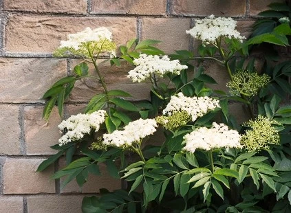 Muurplantjes Vlierbes 01 638695916497277396