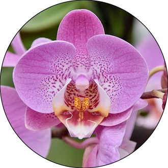 Zeggen Verzamelen Uitdrukking Eerste hulp bij orchidee-problemen - Tuincentrum Pelckmans