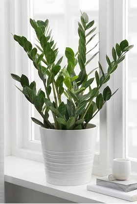 Factureerbaar In de naam Presentator Vrolijke vensters - 5 planten voor op je vensterbank - Tuincentrum Pelckmans
