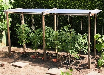 Hubert Hudson biologisch bevind zich Tomaten kweken zonder serre, het kan! - Tuincentrum Pelckmans