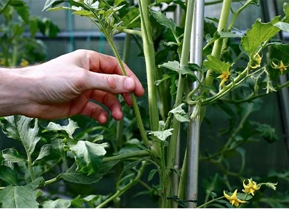Emuleren Rijd weg besteden Tomaten kweken zonder serre, het kan! - Tuincentrum Pelckmans