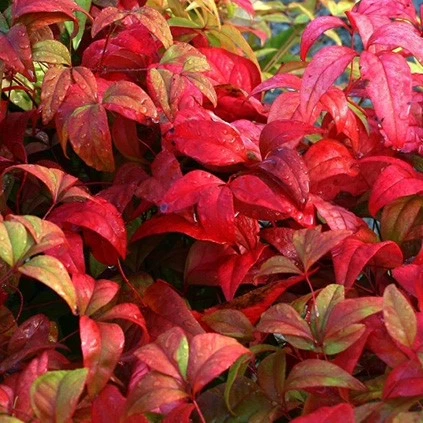 NandinaDomestica Bladkleuren 02 638689125556614355