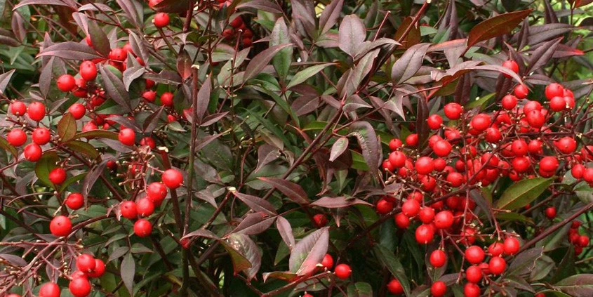 NandinaDomestica Header 638689191035234144