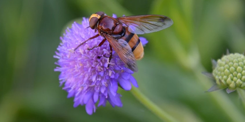 Nuttige insecten Header2 638526582628144909