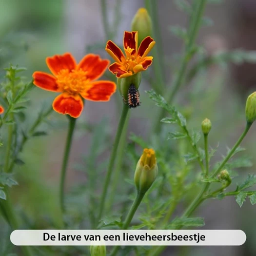 De larve van een lieveheersbeestje