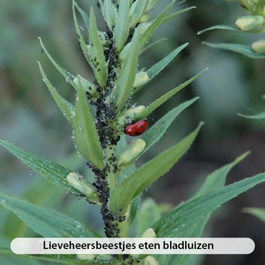Lieveheersbeestjes eten bladluizen