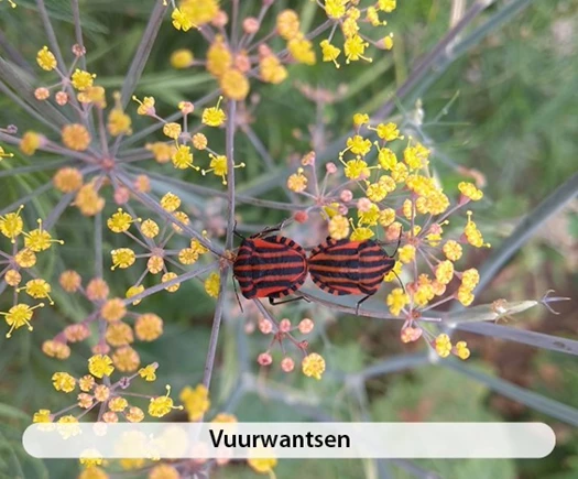 Nuttige insecten Vuurwantsen 638526576943286100