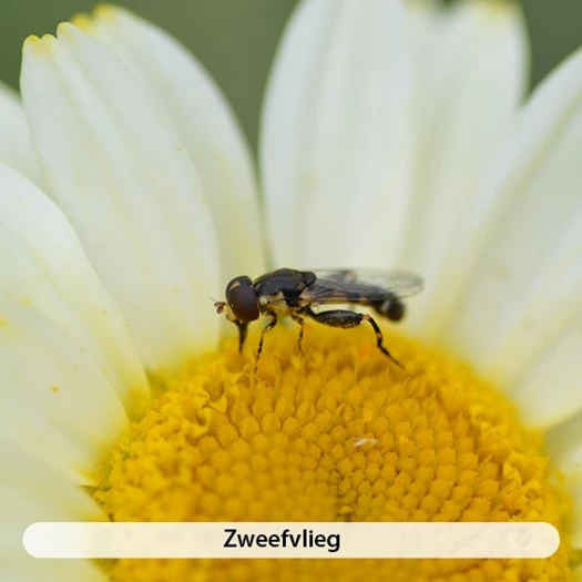 De larve van een lieveheersbeestje