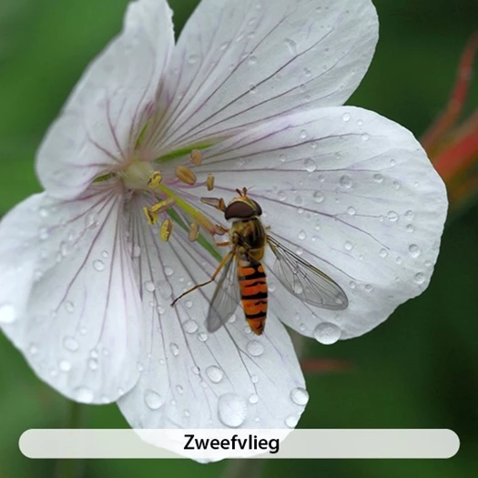 Lieveheersbeestjes eten bladluizen