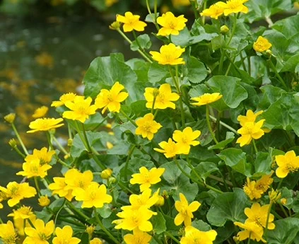 Oeverplanten Caltha2 638416917991213409