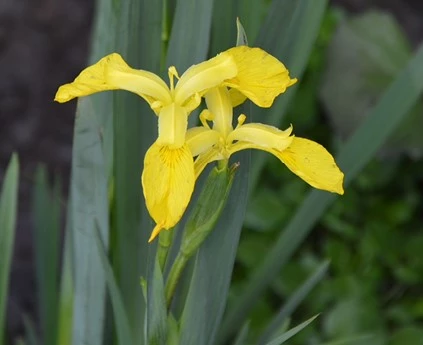 Iris pseudacorus