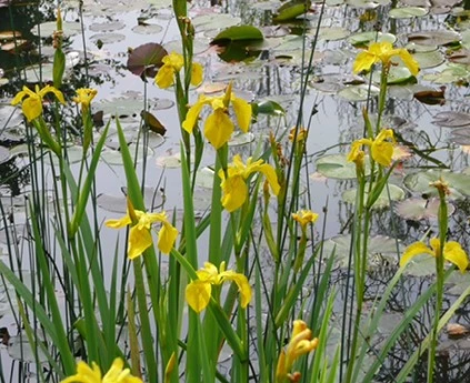 Iris pseudacorus