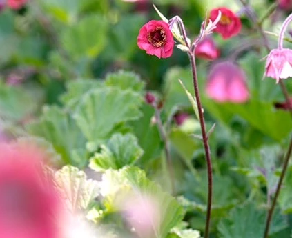 Oeverplanten Geum rivale 638416920528340854