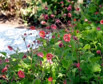 Oeverplanten Geum rivale2 638416920710860558