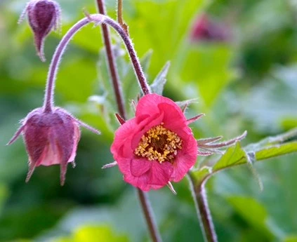 Oeverplanten Geum rivale3 638416920817347304