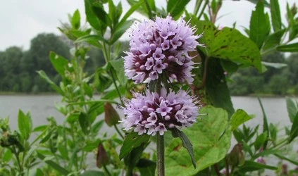 Oeverplanten Mentha aquatica 638416934165162156