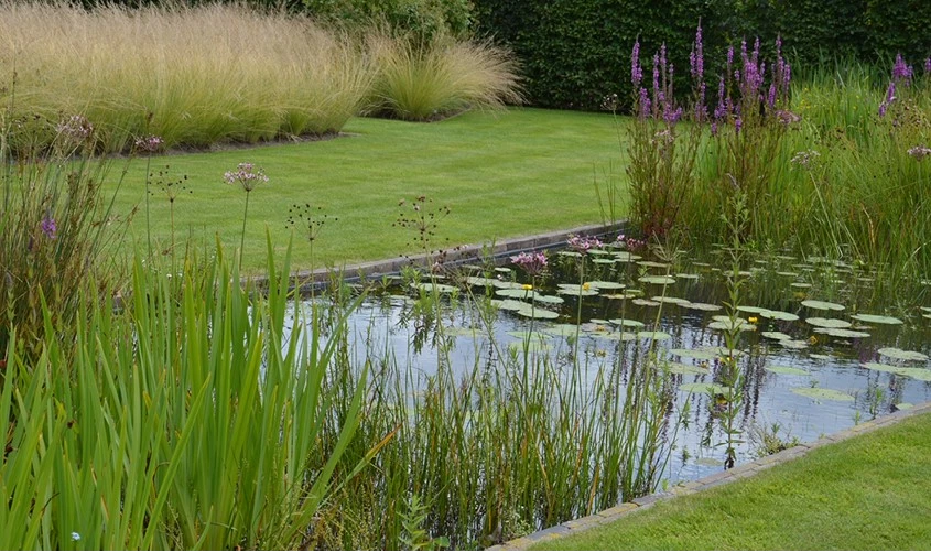 Oeverplanten header 638416914123254241