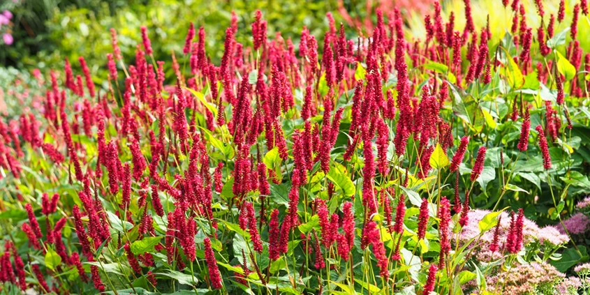 Persicaria Header 638695280583549351