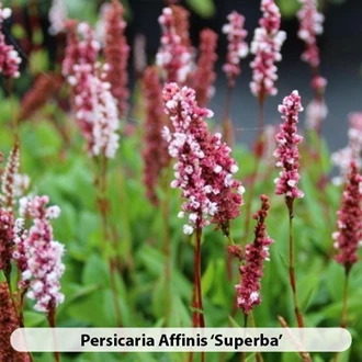 Persicaria Soorten 638695282213398850
