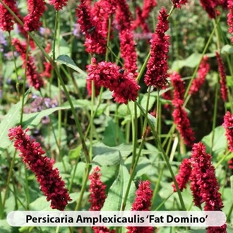Persicaria Soorten2 638695282355367929
