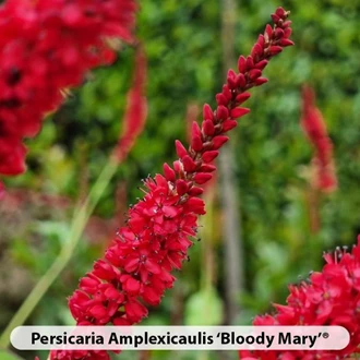 Persicaria Soorten3 638695282512257345