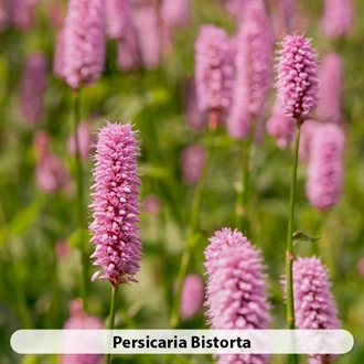 Persicaria Soorten4 638695282661500648