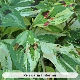 Persicaria Soorten5 638695282793233944
