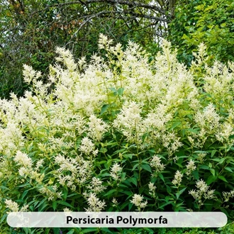Persicaria Soorten6 638695282952483170