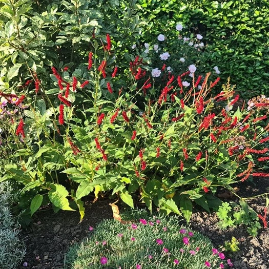 Persicaria intuin 01 638695286866343318