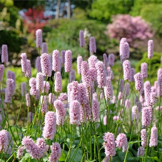 Persicaria intuin 02 638695287100432475
