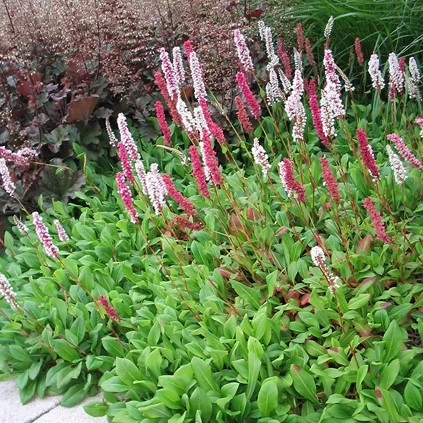 Persicaria kleuren 01 638695250384027661
