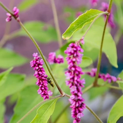 Persicaria kleuren 03 638695281081001374