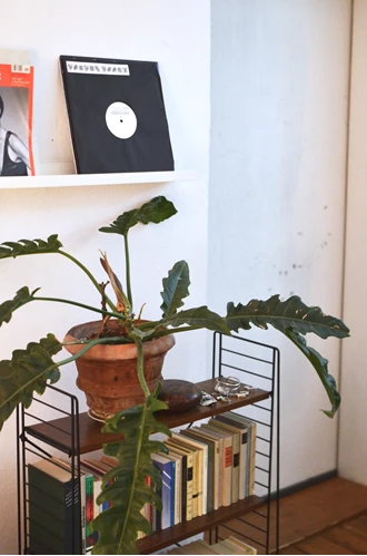 Philodendron 638273647129648489