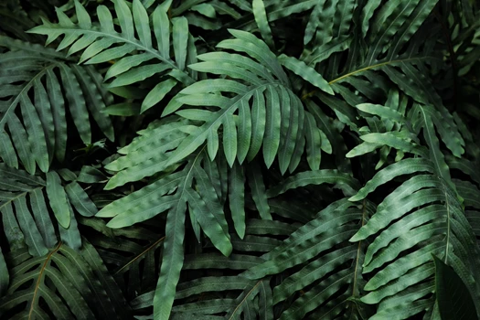 Phlebodium