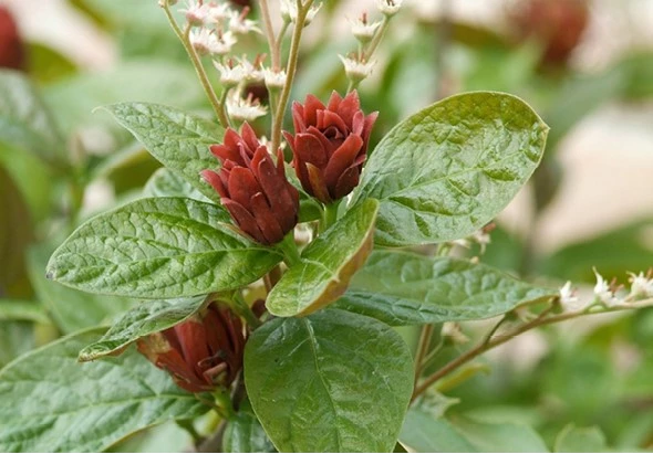 Podophyllums 2 638416891279687066