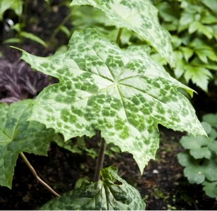 Podophyllums 638416884769334339