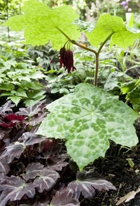 Podophyllums 638416889388213075