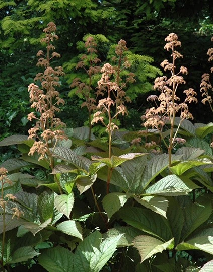 Rodgersia 638412707300862127
