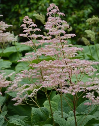 Rodgersia2 638412707696032188