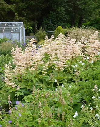Rodgersia3 638416879455870969