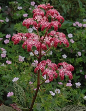 Rodgersia4 638416879874542360
