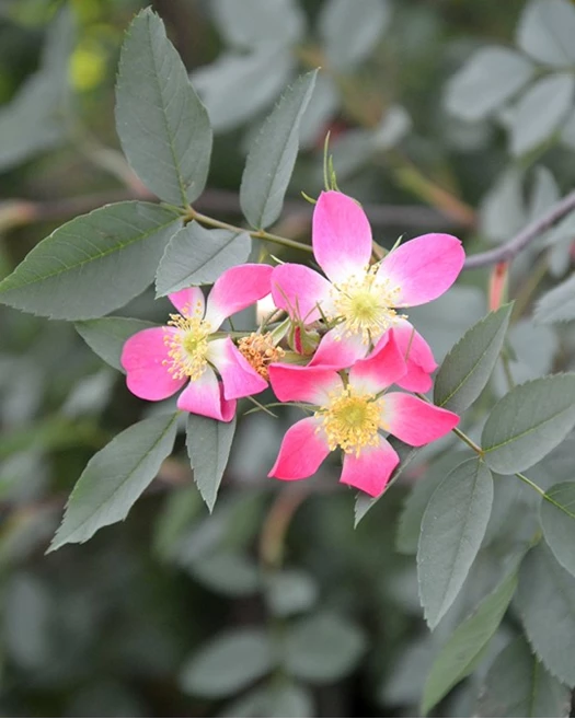 Rozen natuurlijke tuin Botanisch 01 638835010714168220