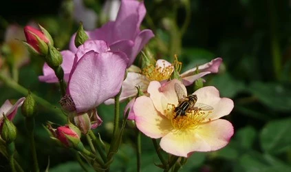 Rozen natuurlijke tuin Enkelbloemig 01 638835013093287741