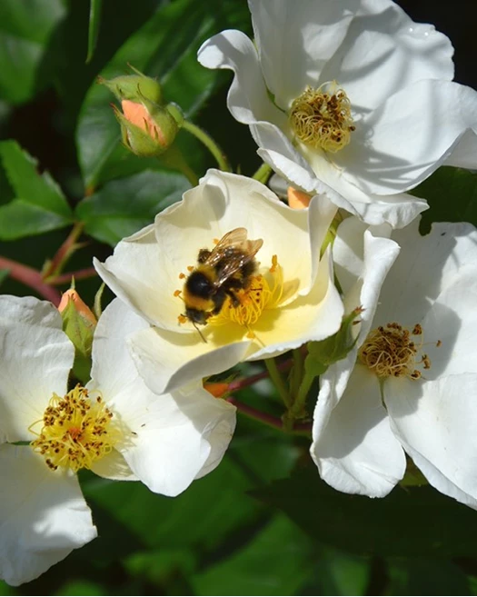 Rozen natuurlijke tuin Geurende rozen 01 638835025847635277