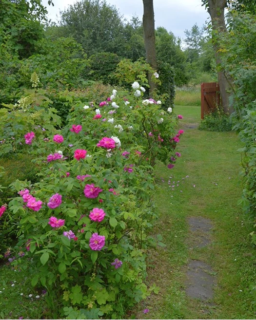 Rozen natuurlijke tuin Geurende rozen 02 638835025940611865