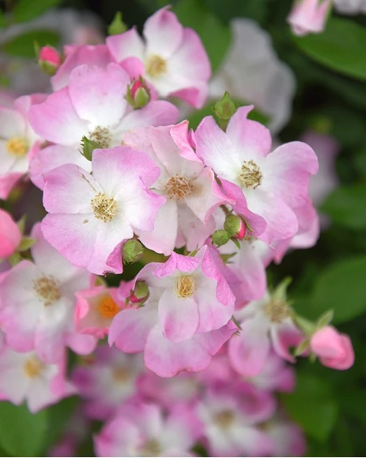 Rozen natuurlijke tuin Herbloeiende 01 638835020586108390